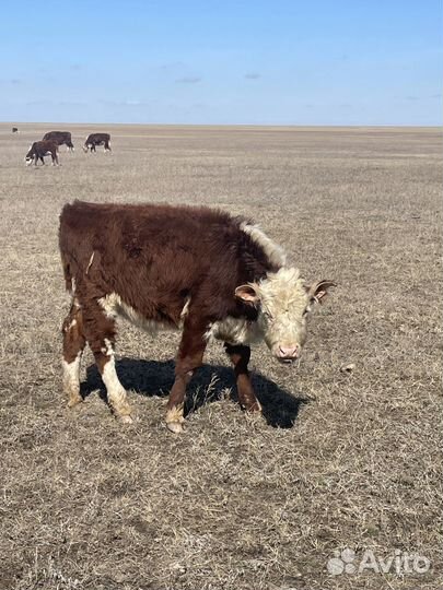 Бычки телки герефорд обмен