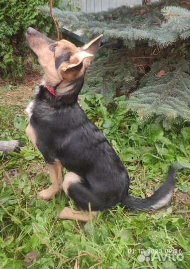 Собака в добрые руки