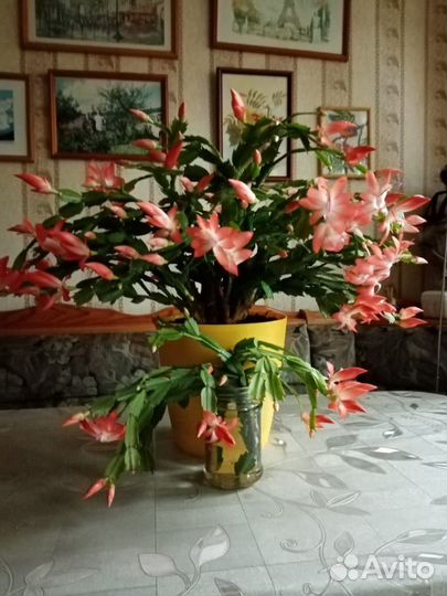 Декабрист Бронь