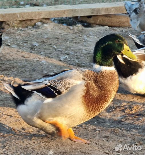 Утки башкирские