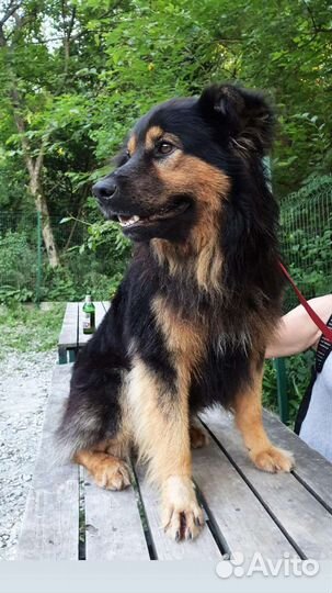 Собака ищет дом