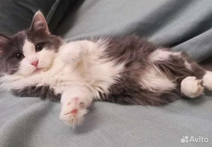 Котёнок девочка в добрые руки