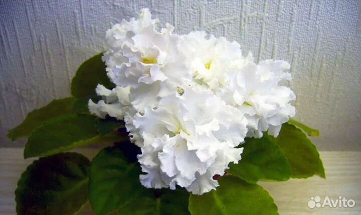 Детки сортовых фиалок