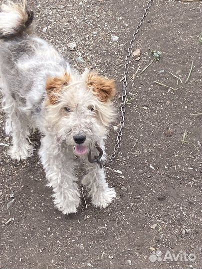 Фокстерьер