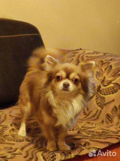 Длинношерстные чихуахуа