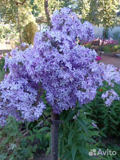 Флокс сорт Сирень, куст (бронь)