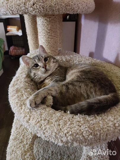 Кошка в дар