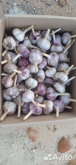 Чеснок Любаша