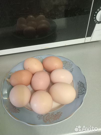 Яйцо куриное