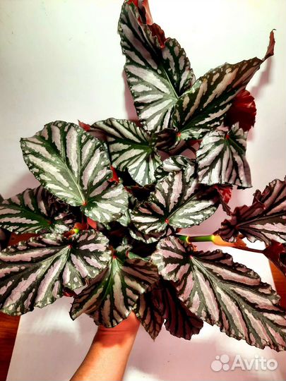 Взрослые бегонии для дома и офиса