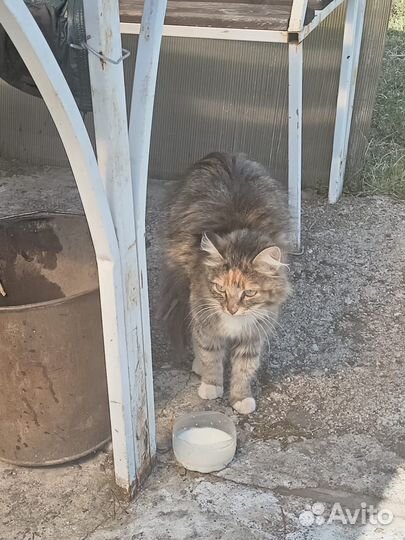 Кошки и котики