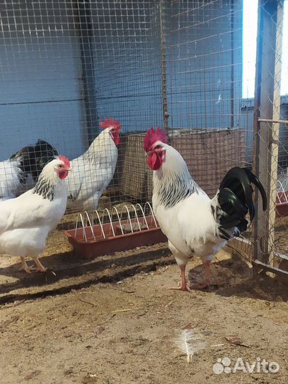 Молодые петухи