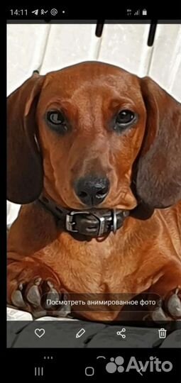 Карликовая такса кобель для вязки готов