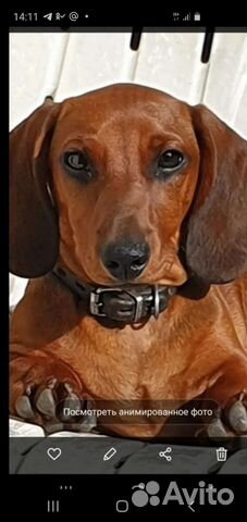 Карликовая такса кобель для вязки готов