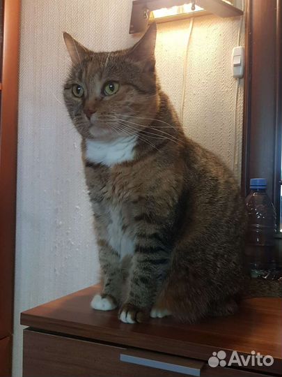 Трехцветка Пышка 2года стерилизованна привита