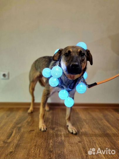 Добрый и нежный Лукас ждёт только Тебя