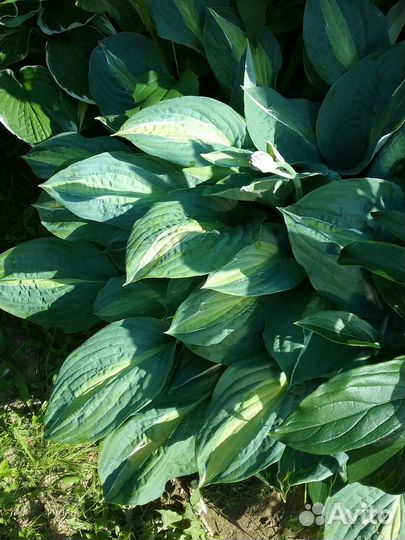 Хосты кустами