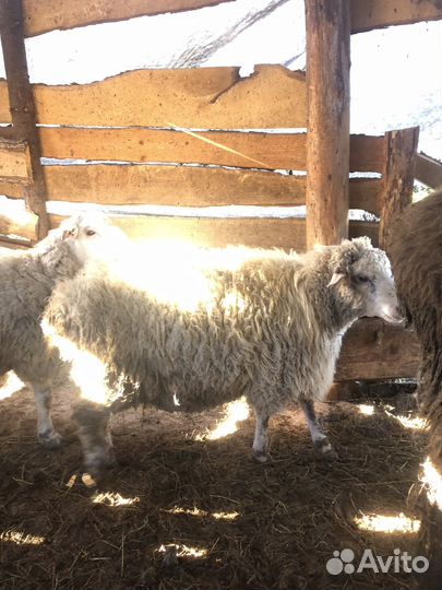 Овцы бараны ягнята