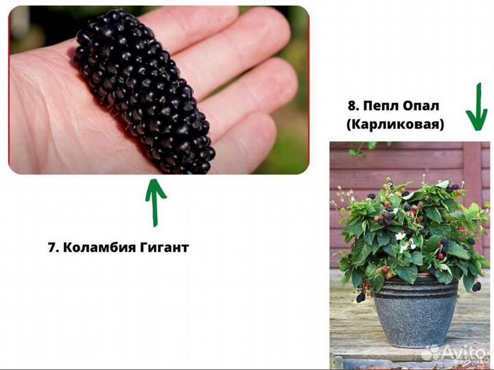 Саженцы ежевики