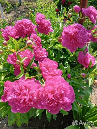 Пион Инспектор Лавернь