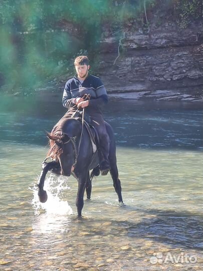 Лошадь жеребец