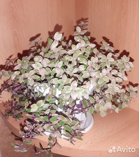 Каллизия pink panther (розовая пантера)