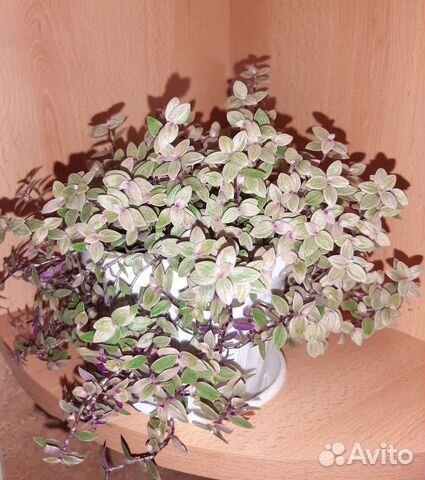 Каллизия pink panther (розовая пантера)