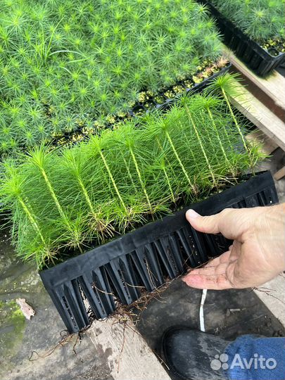 Сосна зкс окс сеянцы Ель Лиственница Голуб Горная