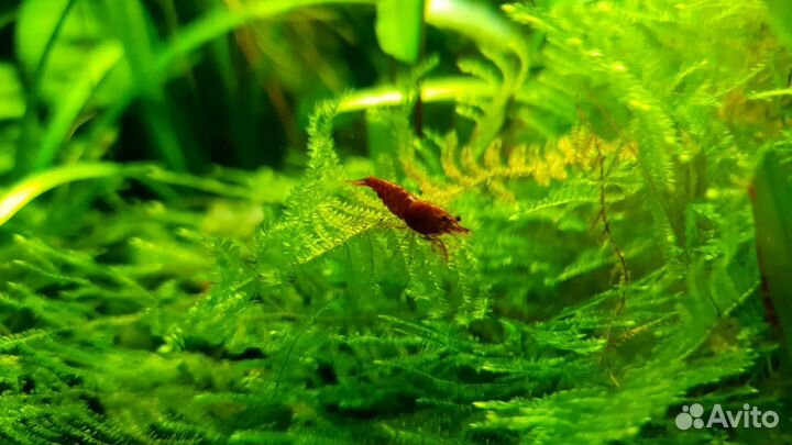 Креветки вишня и синее обмен