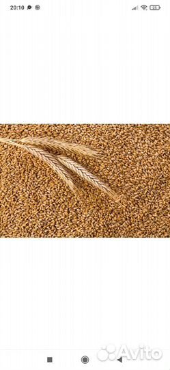 Зерно пшеница ячмень