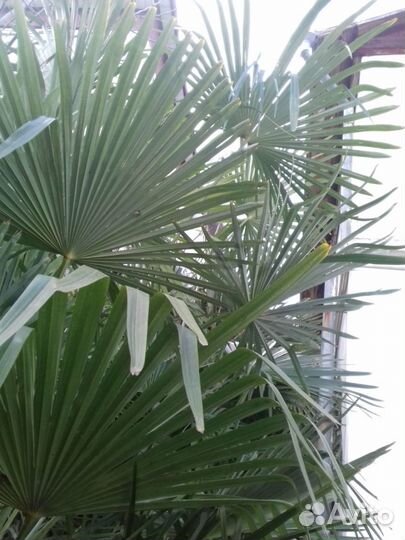 Продам пальмы Трахикарпус Форчуна