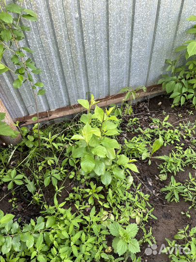 Саженцы вишни