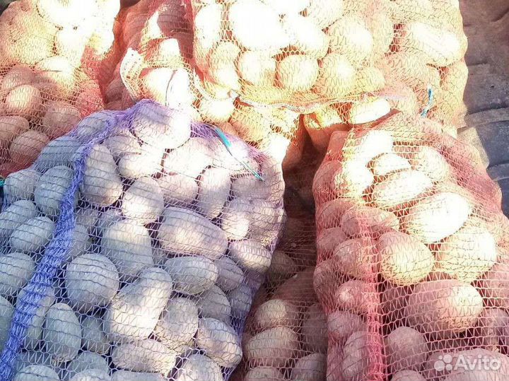 Картофель домашний