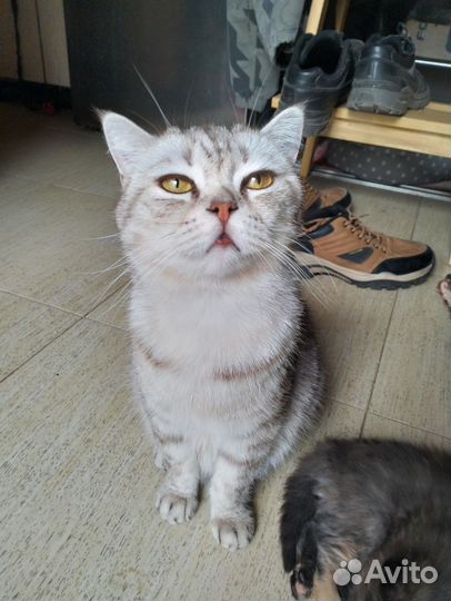 Британские котята