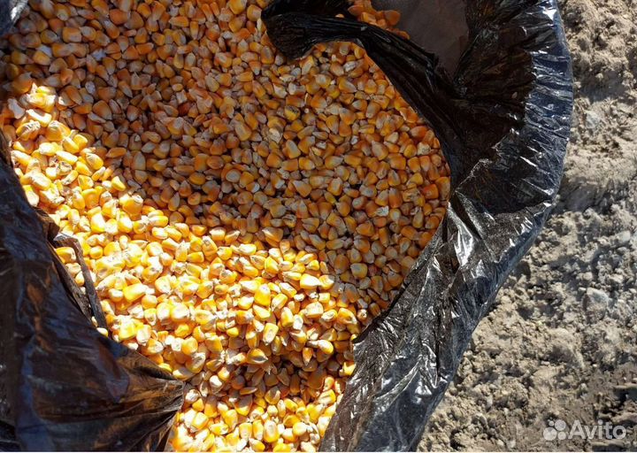 Кормовая пшеница, Семечко на корм/посев