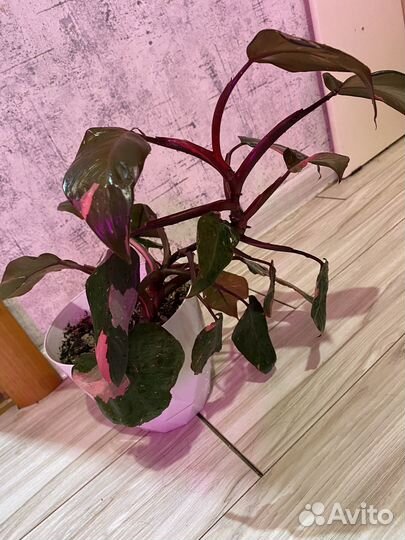 Комнатные цветы