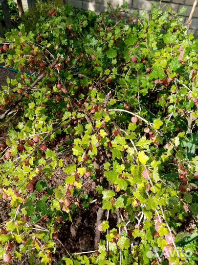 Саженцы крыжовника
