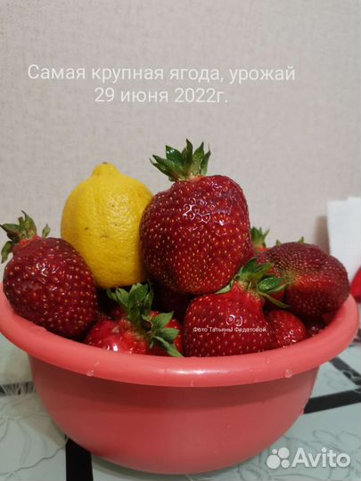 Рассада клубники