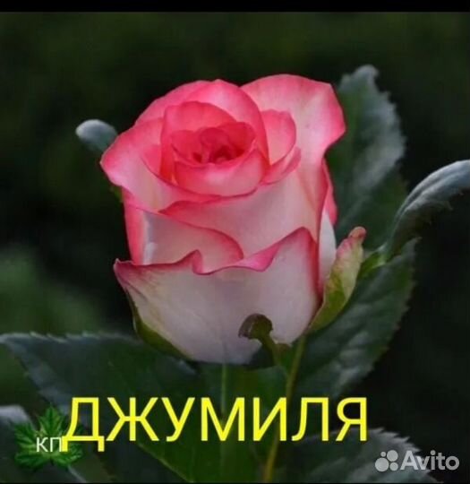 Эльф роза плетистая