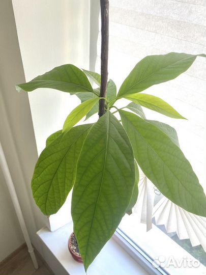 Цветок авокадо в горшке