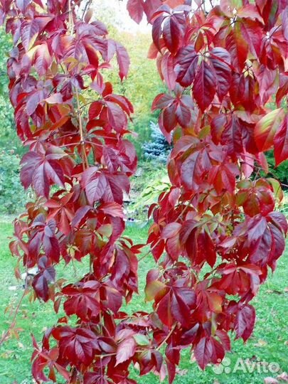 Девичий виноград