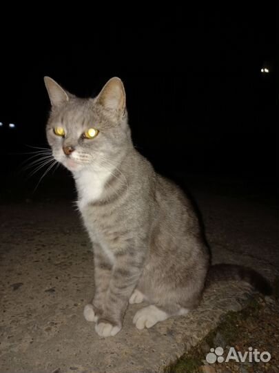 Кошка в дар