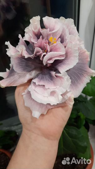 Гибискус сортовой Marianne Charlton