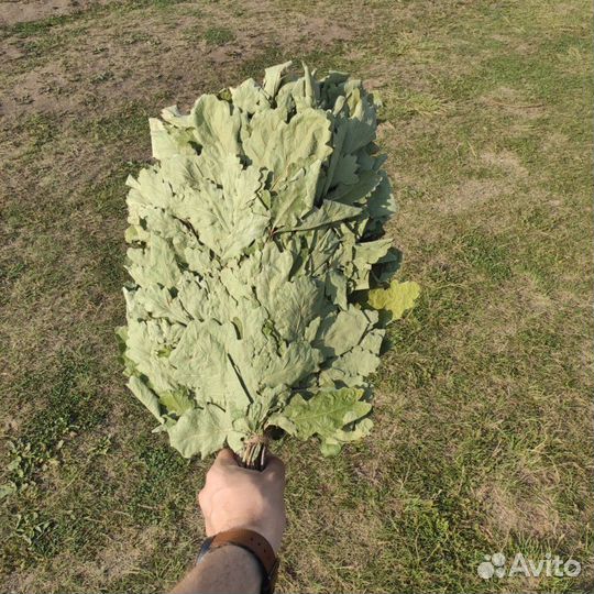 Веники для бани