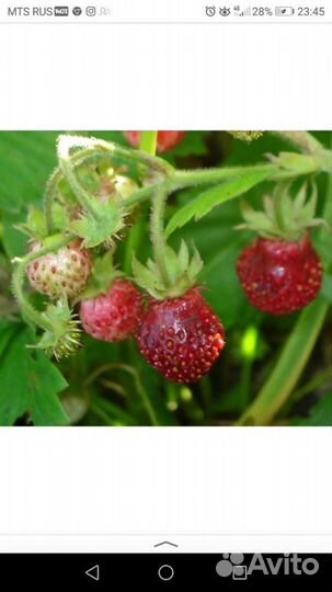 Земклуника саженцы