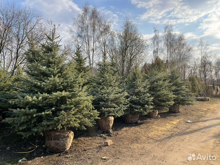 Ель голубая