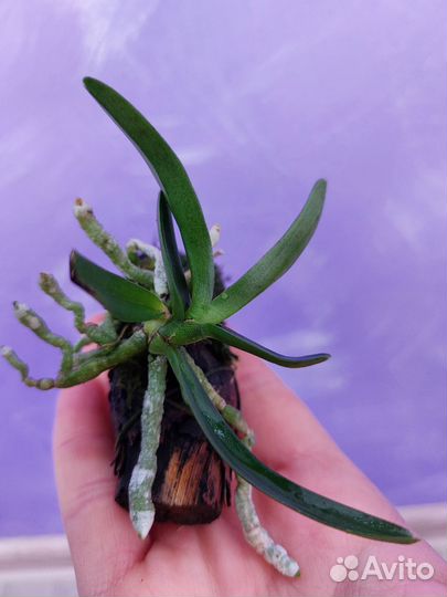 Миниатюрные орхидеи/глиняный горшки