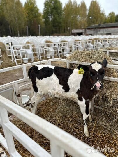 Телята и бычки для откорма