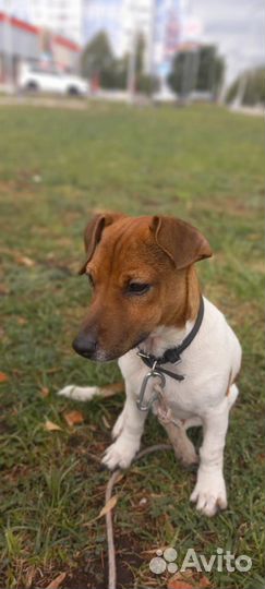 Зоогостиница для собак