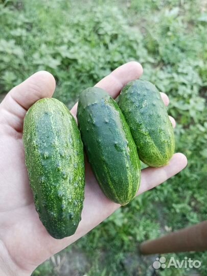 Семена кустовых огурцов
